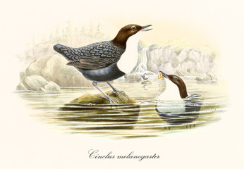 Two birds on a water surface. One standing on a rock and the other one immersed up to the head with a worm in the beak. Old illustration of White-Throated Dipper. By John Gould, London 1862 - 1873