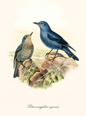 Couple of little bluish birds on a rock in the grassed vegetation. Old detailed and colorful illustration of Blue Rock Thrush (Monticola solitarius). By John Gould publ. In London 1862 - 1873