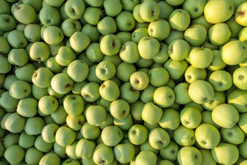 Golden Delicious apples green-yellow colors close up
