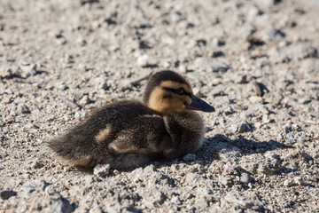 Tiny fluffy baby duck sitting down