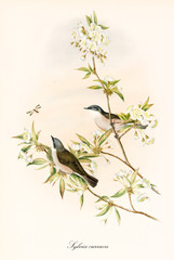 Two little cute birds on a thin branch observing a insect. Old colorful and detailed botanical illustration of Lesser Whitethroat (Sylvia curruca). By John Gould publ. In London 1862 - 1873 - 286003767