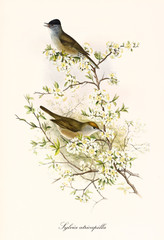 Two little cute birds posing in profile view on a branch rich of white flowers. Old detailed illustration of Eurasian Blackcap (Sylvia atricapilla). By John Gould publ. In London 1862 - 1873
