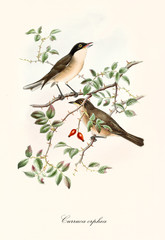 Two little birds on a single thorny branch with two red berries. Old detailed and colorful isolated illustration of Orphean Warbler (Sylvia hortensis). By John Gould publ. In London 1862 - 1873 - 286003796