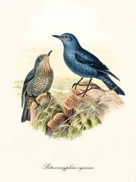 Couple of little bluish birds on a rock in the grassed vegetation. Old detailed and colorful illustration of Blue Rock Thrush (Monticola solitarius). By John Gould publ. In London 1862 - 1873