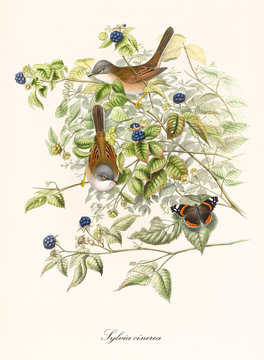 Two little brown birds and a butterfly among the leaves of a blackberry bush. Old illustration of Common Whitethroat (Sylvia communis). Botanical composition by John Gould publ. In London 1862 - 1873