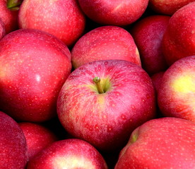 Fototapeta na wymiar Rote leckere reife Äpfel bei der Apfelernte in Südtirol