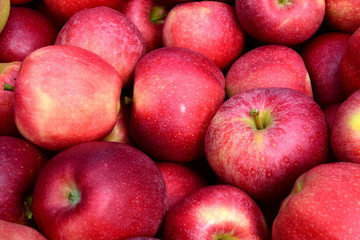 Fototapeta na wymiar Viele rote Äpfel - Apfelernte - Hintergrund Banner Textur