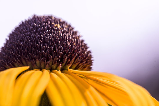 15 BESTE "Gelbe Margerite" BILDER, STOCK-FOTOS & -VEKTORGRAFIKEN
