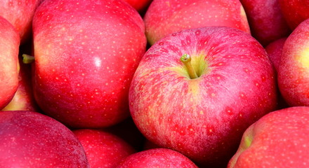 Leckere rote Äpfel - Apfelernte in Südtirol