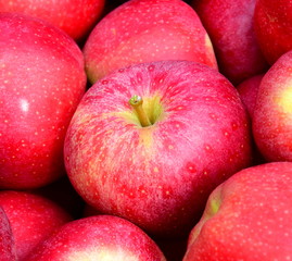 Fototapeta na wymiar Rote leckere reife Äpfel bei der Apfelernte in Südtirol