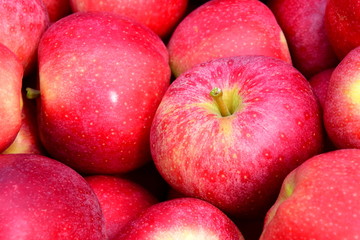 Hintergrund rote Äpfel nach der Apfelernte in Südtirol
