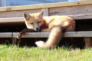 Obraz premium red fox in zoo