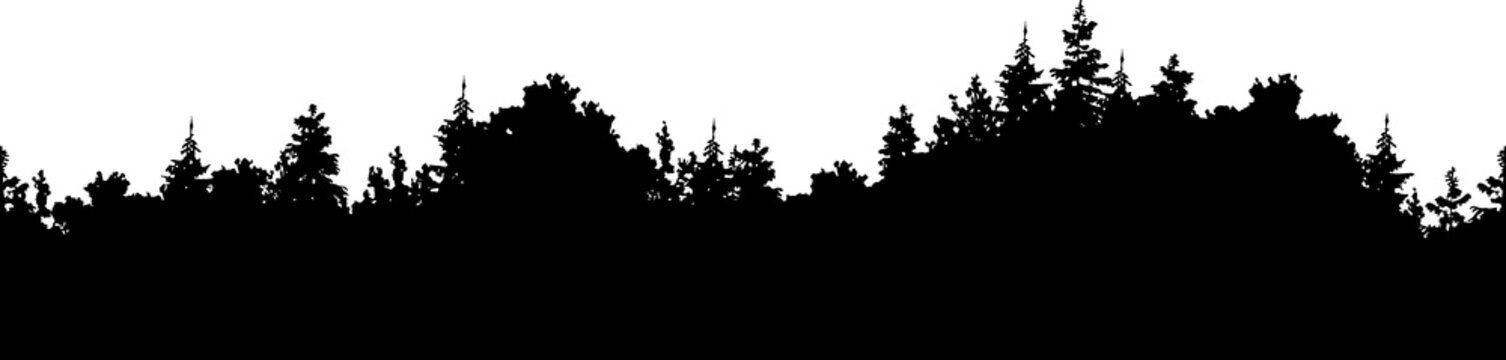 Vector forest background, illustration of a silhouette seamless panorama of a coniferous forest