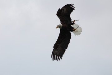 Eagle in flight