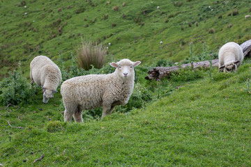 Naklejka premium New Zealand sheep grazing on the hills