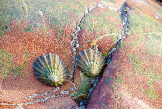 Limpets (Patella vulgata) on a rock by the sea
