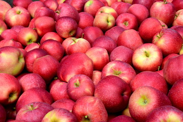 Viele reife rote Äpfel - Apfelernte in Südtirol
