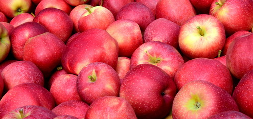 Viele rote Äpfel - Apfelernte - Hintergrund Banner Textur