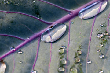 Close up of some water drops on the surface of a purple leaf in the garden 