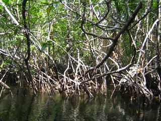 Mangrove sur l'île de Bintan (Indonésie)