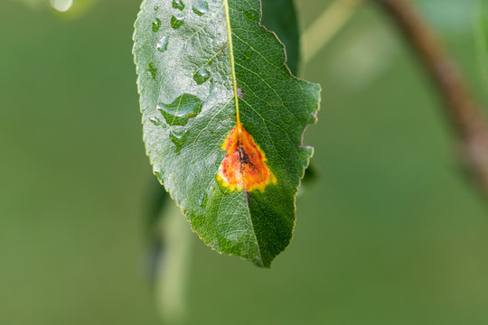 Close up view of a green pear leaf infected with european pear rust