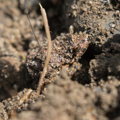 Camouflage Frog in the mug, Chile