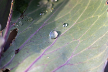 Water drop on top of a leaf in the garden