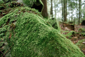 Moss in pine forest