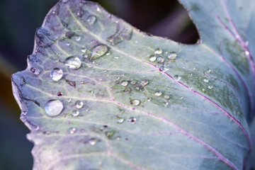 Some water drops from the dew on a leaf 