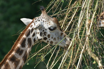 Giraffe