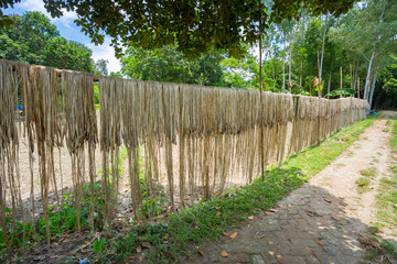 Fototapeta premium Bangladesh – August 06, 2019: Jute fiber are kept hang on for sun drying at Madhabdi, Narsingdi, Bangladesh.