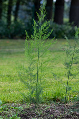 Young plant of green asparagus in the vegetable garden outside in summer
