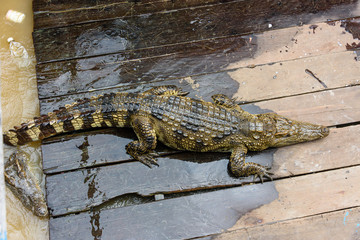 Crocodile on a wooden platform at a crocodile farm, Siem Reap river, Cambodia