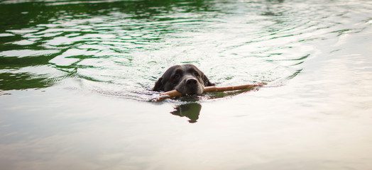 Dog with the stick in his mouth swimming in the water