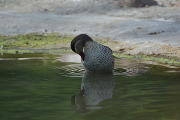 Ente