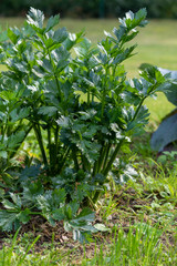 Green young celerian plant growing in the vegetable garden in summer