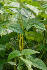 Bean bushes with ripe beans growing in the garden 
