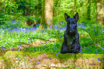 Black scottist terrier wearing a walking harness in a forest with bluebells