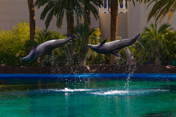 Flying dolphins 