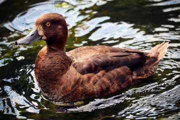 UK duck swimming in a river