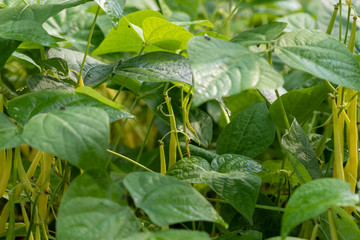 Yellow beans hanging under big green leaves at the bean plant in the vegetable garden in summer