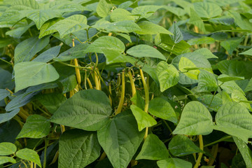 Some bush beans hanging at the bean plant in garden 