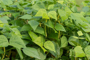 Bush bean plants with green leaves growing in the vegetable garden in summer