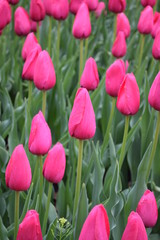 pink tulips in garden
