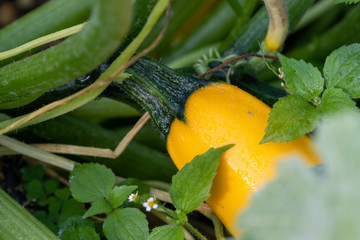 Growing orange courgette growing at the zucchini plant in the vegetable garden 