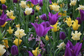 tulips in garden