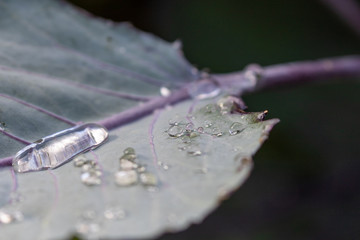 Close up of some water drops on a purple leaf of a cabbage plant in the sun in vegetable garden 