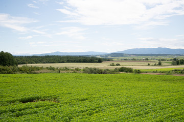 Obraz premium 夏の北海道沼田町の風景