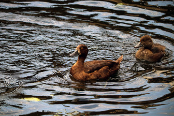 UK duck swimming in a river