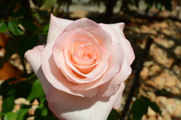 pink rose